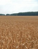 SIA Jaunkaudzītes