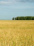 z/s Jaunziliņi