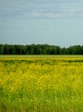 SIA Fito Agro